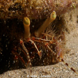 close-pu look to a hermit crab at crash boat dive site in... by Victor J. Lasanta 